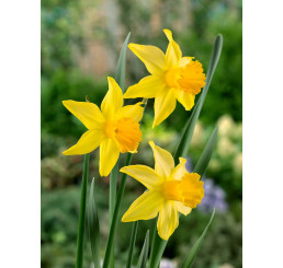Narcis ´February Gold´, bal. 5 ks, 12/14