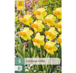 Narcis ´Fidan´ / Narcis, bal. 5 ks, 12/14