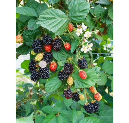 Rubus fruticosus ´Navaho´ / Beztŕňová černica, 80-100 cm, K12