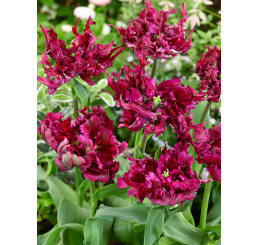 Tulipa ´Parrot Negrita´ / Tulipán, bal. 7 ks, 11/12