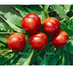 Prunus persica ´Flavortop´ / Nektarinka, GF677