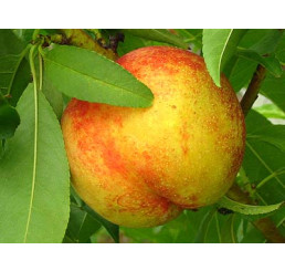 Prunus persica ´Flavortop´ / Nektarinka, adesoto