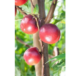 Prunus persica ´Venus´ / Nektarinka, Adesoto