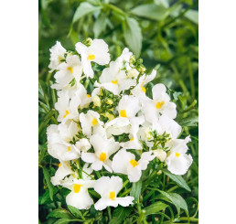 Nemesia x hybrida ´Palette White´  / Nemesia, K7