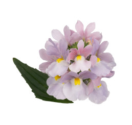 Nemesia Amelie / Nemesia, bal. 6 ks sadbovačov