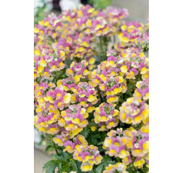 Nemesia x hybrida ´Nesia®Banana Swirl´  / Nemesia, bal. 6 ks, 6x K7