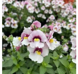 Nemesia Lyric® Light Pink Eye / Nemesia, bal. 3 ks, 3x K7