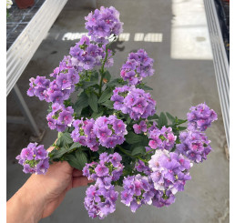 Nemesia ´Mirabelle´ / Nemesia, bal. 6 ks sadbovačov