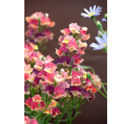 Nemesia x hybrida ´Nesia®Tropical´  / Nemesia, K7