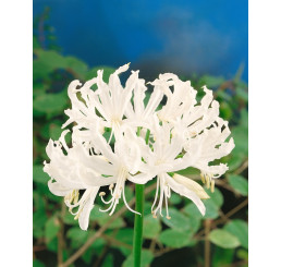 Nerine bowdenii ´Breeders MIX´ / Nerina zmes, bal. 5 ks, 12/14