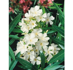 Nerium oleander ´White´ / Oleander biely, 30-40 cm, C2