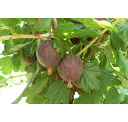 Ribes grossularia ´Niesluchowski´ / Egreš červený rezistentný, 40-60 cm, K17