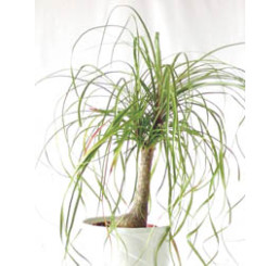 Beaucarnea recurvata / Slonia noha, bal. 5 sem.