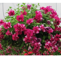 Petunia Tumbelina ´Cherry Ripple´ / Petúnia ružovobiela plná, K7