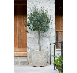 Olea europaea / Olivovník, 80/100, C5