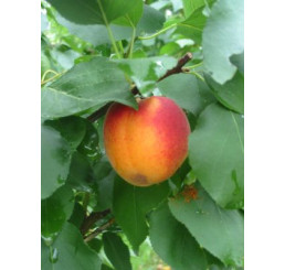 Prunus armeniaca ´Bhart´ (Orangered) / Marhuľa stredne skorá, St.Julien A, VK