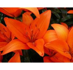 Lilium ´Orange Ton´ / Ľalia, bal. 2 ks, 16/18