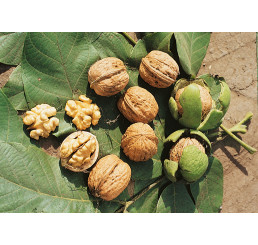 Juglans regia / Orech kráľovský ´Buccaneer´, 40-60 cm, C9