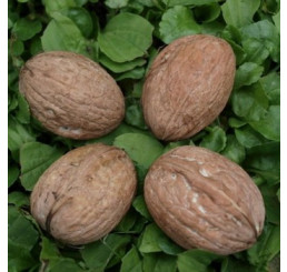 Juglans regia / Orech kráľovský ´Jupiter´, 120-150 cm, C7