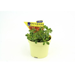 Origanum vulgare BIO / Oregano, Pamajorán obyčajný, K12