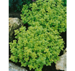Majorana hortensis / Majoránka záhradná ´MARIETTA/MARCELKA´, bal. 0,35 g