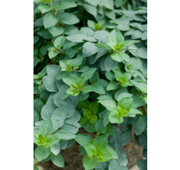 Origanum vulgare ´Margeritha´/ Oregáno, 15-20 cm, K7