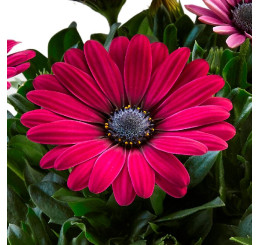 Osteospermum ´Sunny Emma´ / Osteospermum, bal. 6 ks, 6xK7