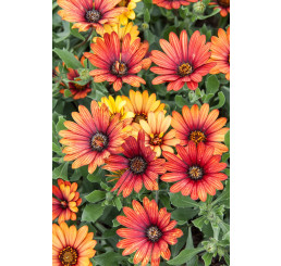 Osteospermum ´Zanzibar Firework Red´ / Osteospermum, bal. 6 ks, 6x K7