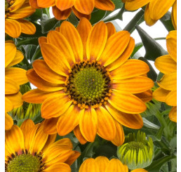 Osteospermum ´Sunny Hazel´ / Osteospermum, bal. 6 ks sadbovačov