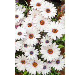 Osteospermum ´Zanzibar White´  / Osteospermum biele, K7