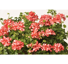 Pelargonium pelt. PAC® ´Mexica Ruby´ / Muškát, K7