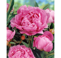 Paeonia ´Alexander Fleming´ / Pivónia, 2/3