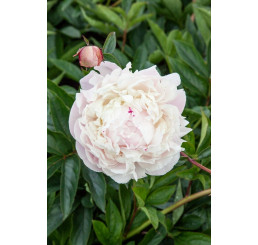 Paeonia ´Avalanche´ / Pivónia, C1,5