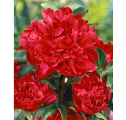 Paeonia ´Karl Rosenfield´ / Pivónia, 2/3