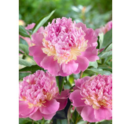 Paeonia ´Sorbet´ / Pivonka, C1