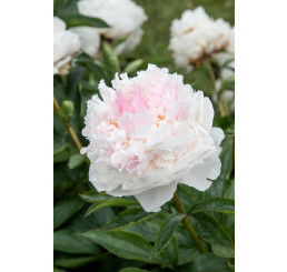Paeonia ´Top Brass´ / Pivónia, C2