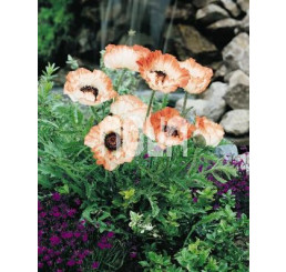 Papaver orientale ´Picotee´ / Mak východný, I.