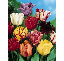 Tulipa parrot mix / Zmes papagájovitých tulipánov, bal. 7 ks, 11/12