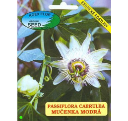 Passiflora coerulea / Mučenka modrá, bal. 15 sem.