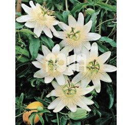 Passiflora ´Constance Elliot´ / Mučenka biela, K9