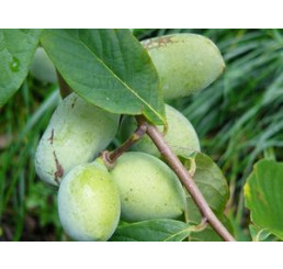 Asimina triloba / Paw paw, 30-40 cm, C4,5