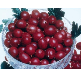 Ribes grossularia ´Pax®´ / Egreš červený rezistentný beztŕnny, kmienok, 4-5 výh. , C2