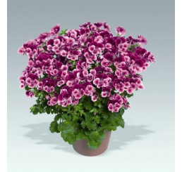 Pelargonium crispum Angelseyes ´Burgundy Red´ / Muškát anglický fialový, bal. 6 ks sadbovačov