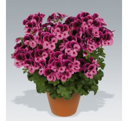 Pelargonium Candy Flowers® ´Pink with Eye´ / Muškát ružový, K7