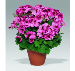 Pelargonium grandiflorum ´Aristo Apricot´ / Muškát veľkokvetý ružový, bal. 6 ks sadbovačov