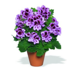 Pelargonium grandiflorum ´Aristo Lavender´ / Muškát veľkokvetý fialový, bal. 6 ks sadbovačov