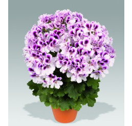 Pelargonium grandiflorum PAC® ´Aristo Petticoat´ / Muškát veľkokvetý, bal. 6 ks, 6xK7