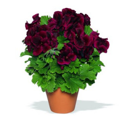 Pelargonium grandiflorum ´Aristo Schoko´ / Muškát veľkokvetý červený, bal. 6 ks sadbovačov