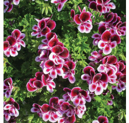 Pelargonium duft ´pac®Angels Perfume´ / Muškát voňavý, bal. 6 ks sadbovačov