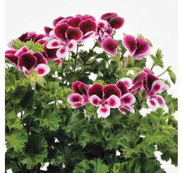 Pelargonium duft ´pac®Angels Perfume´ / Muškát voňavý, bal. 6 ks, 6xK7